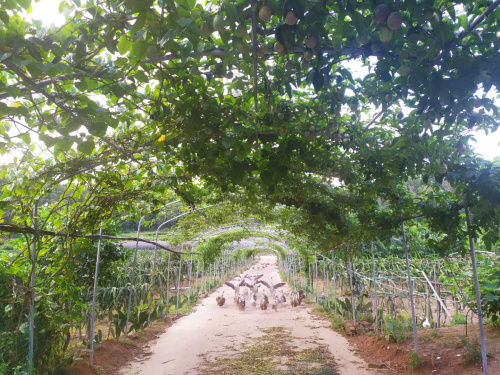 深圳坪山九龍生態(tài)園是怎么消費的？有車接送嗎？